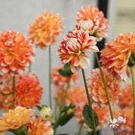 Hapet Harmony Dahlia Knöl