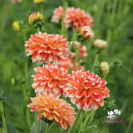 Hapet Harmony Dahlia Knöl