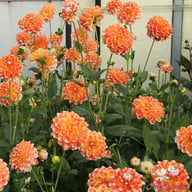 Hapet Harmony Dahlia Knöl