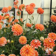Hapet Harmony Dahlia Knöl