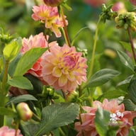 Hapet Pastel Dahlia Tuber