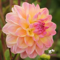 Hapet Pastel Dahlia Tuber