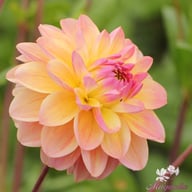 Hapet Pastel Dahlia Tuber