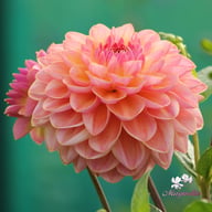 Hapet Pastel Dahlia Tuber