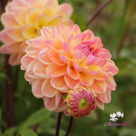 Hapet Pastel Dahlia Tuber
