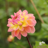 Hapet Pastel Dahlia Tuber