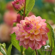 Hapet Pastel Dahlia Tuber