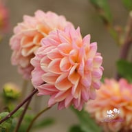 Hapet Pastel Dahlia Tuber