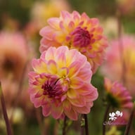 Hapet Pastel Dahlia Tuber