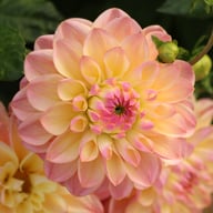 Hapet Pastel Dahlia Knöl
