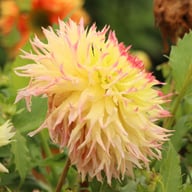 Hapet Perfect Dahlia Knöl