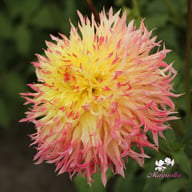 Hapet Perfect Dahlia Knöl