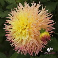 Hapet Perfect Dahlia Knöl