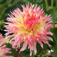 Hapet Perfect Dahlia Knöl