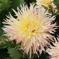 Hapet Perfect Dahlia Knöl