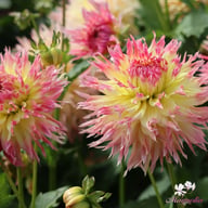 Hapet Perfect Dahlia Knöl
