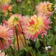 Hapet Perfect Dahlia Knöl