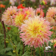 Hapet Perfect Dahlia Knöl