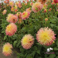 Hapet Perfect Dahlia Knöl