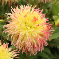 Hapet Perfect Dahlia Knöl