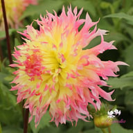 Hapet Perfect Dahlia Knöl