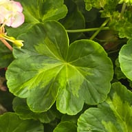 Happy Appleblossom Pelargonium Cutting