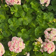 Happy Appleblossom Pelargonium Cutting