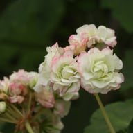 Happy Appleblossom Pelargonium Cutting
