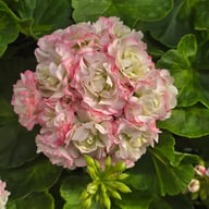 Happy Appleblossom Pelargonium Cutting