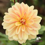 Happy Butterfly Dahlia Knöl