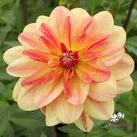 Happy Butterfly Dahlia Knöl