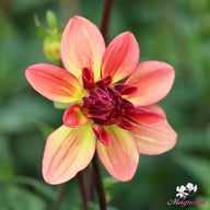 Happy Butterfly Dahlia Knöl