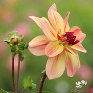 Happy Butterfly Dahlia Knöl