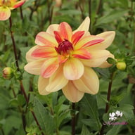 Happy Butterfly Dahlia Knöl