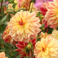 Happy Butterfly Dahlia Tuber