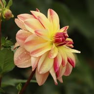 Happy Butterfly Dahlia Tuber