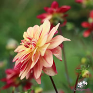 Happy Butterfly Dahlia Knöl