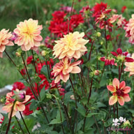 Happy Butterfly Dahlia Knöl