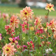 Happy Butterfly Dahlia Knöl