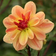 Happy Butterfly Dahlia Tuber