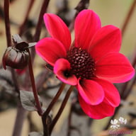 Happy Days Cherry Red Dahlia Tuber