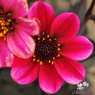 Happy Days Cherry Red Dahlia Tuber