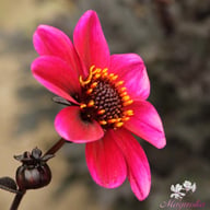 Happy Days Cherry Red Dahlia Tuber