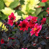 Happy Days Cherry Red Dahlia Knöl