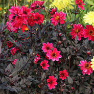 Happy Days Cherry Red Dahlia Knöl