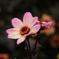 Happy Days Pink Dahlia Knöl