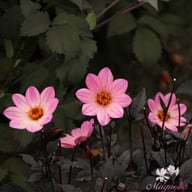 Happy Days Pink Dahlia Knöl