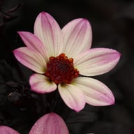 Happy Days Pink Dahlia Knöl