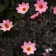 Happy Days Pink Dahlia Knöl