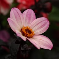 Happy Days Pink Dahlia Knöl